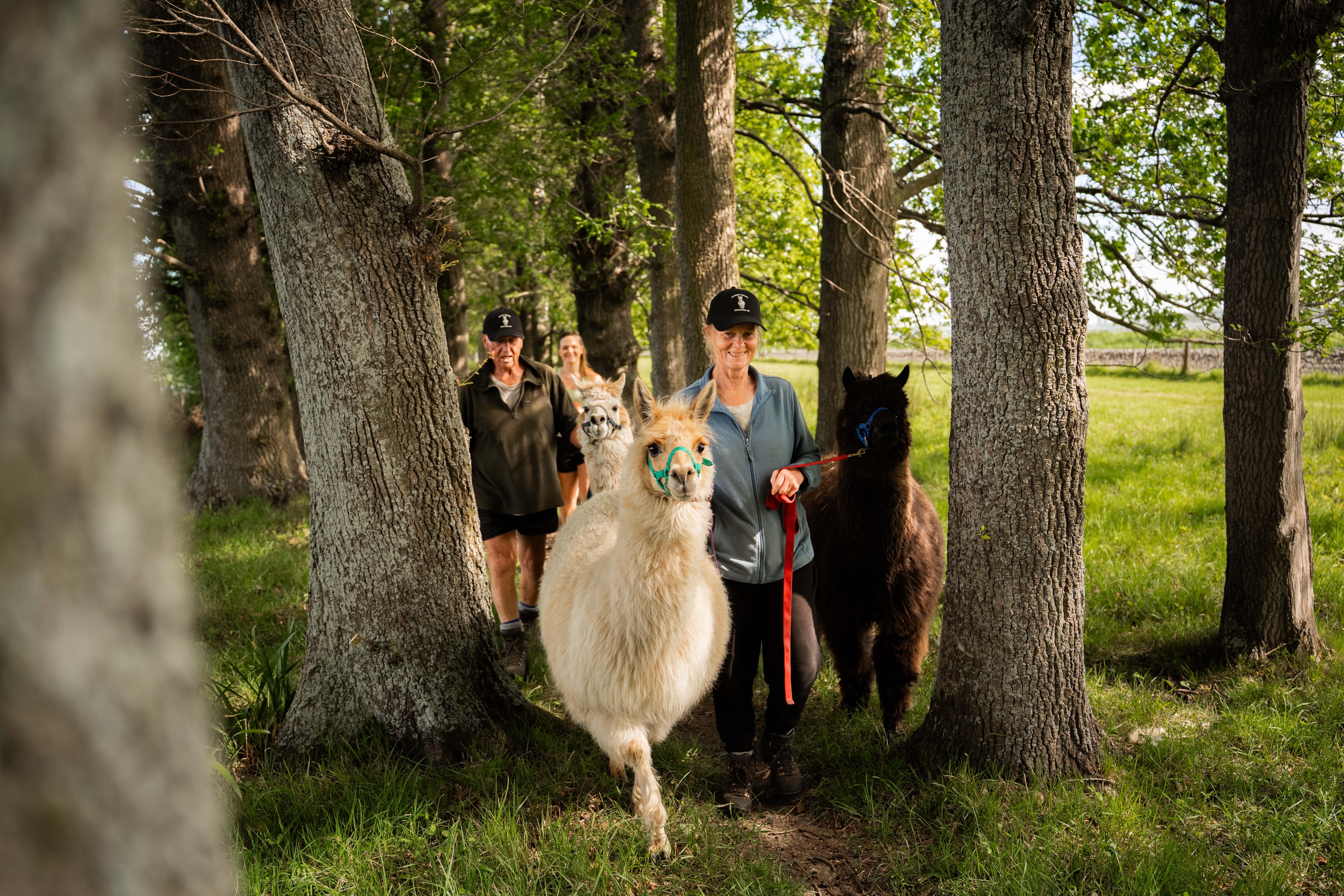 Alpaca walk thumbnail