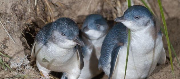three little penguins