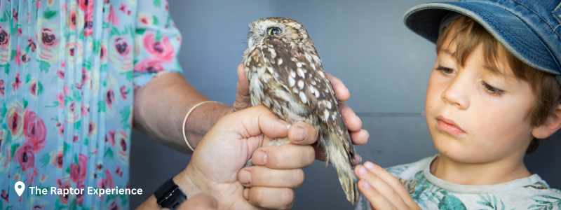 Holding owls the Raptor Experience