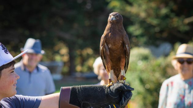 Holding a Harrier Hawk at the Raptor Experience 