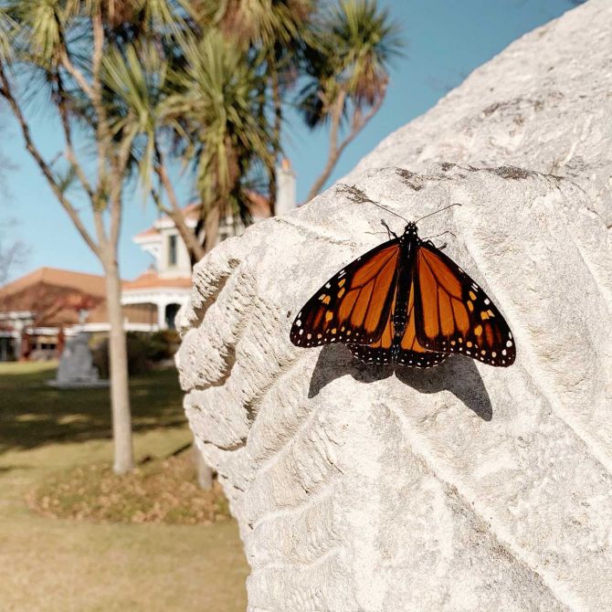 Monarch at Aigantighe