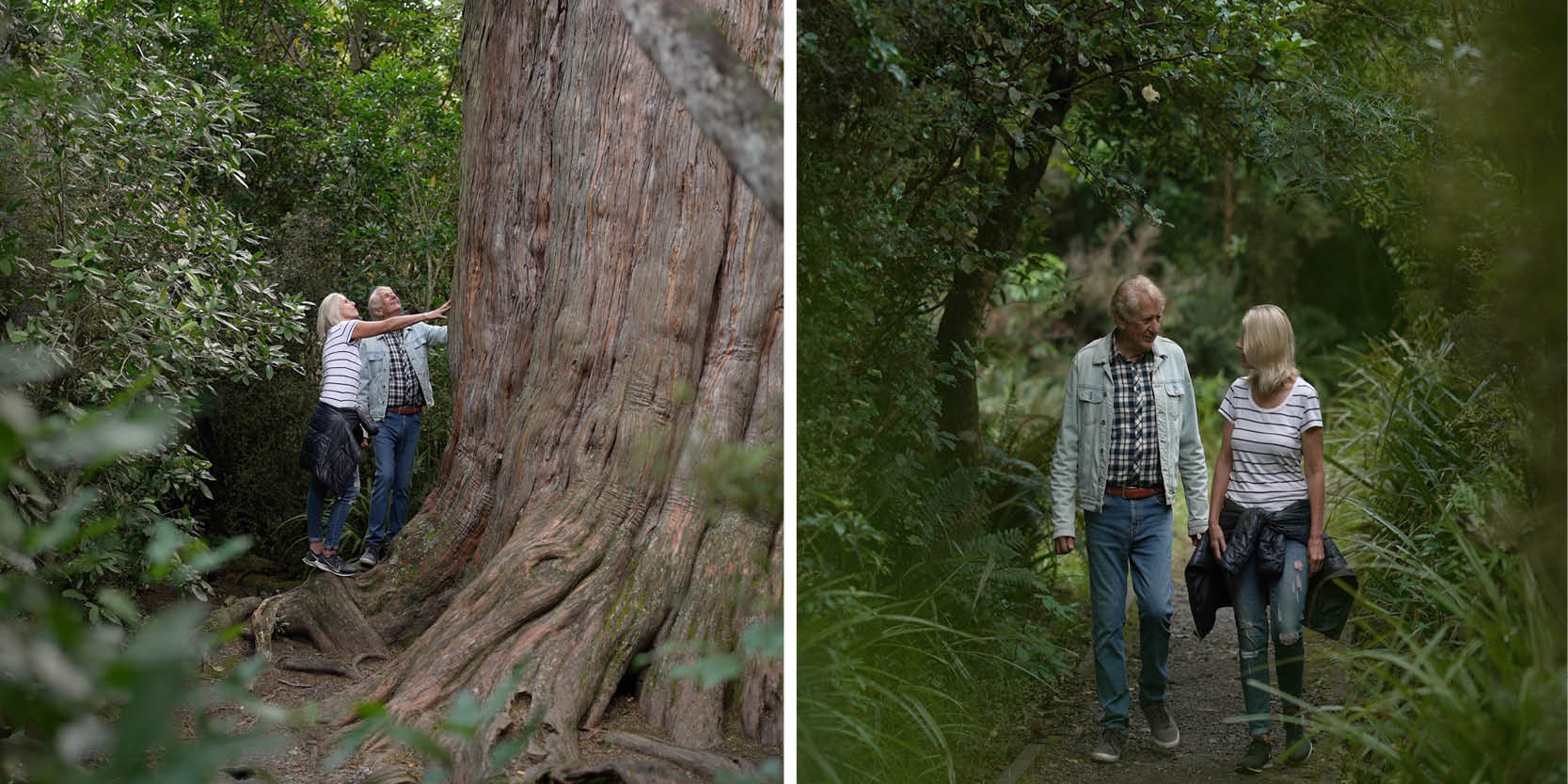 Big Tree Walk