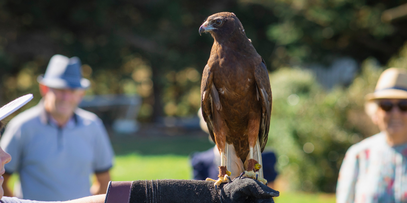 Holding bird at Raptor Experience