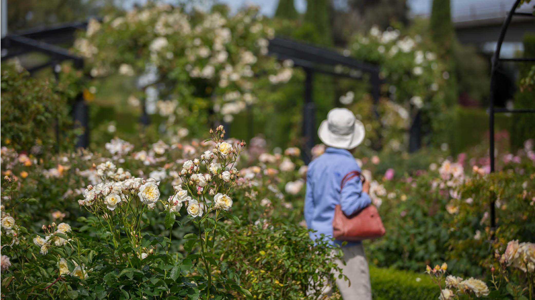 Lady walking in Trevor Griffiths Rose Garden