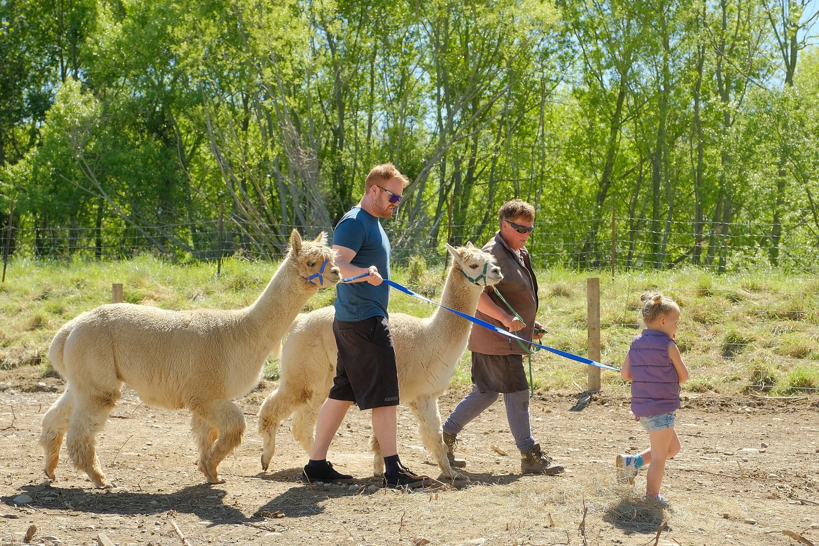 Alpaca walking tours