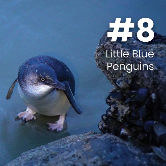Little Blue Penguins Timaru
