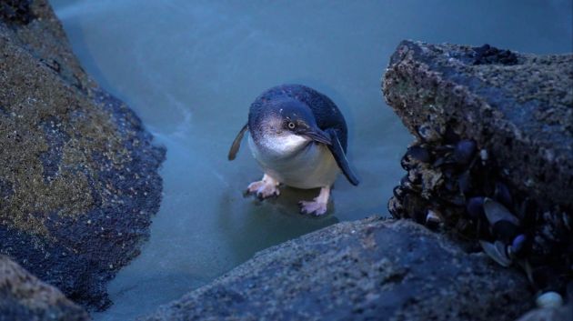 Little Blue Penguin at Caroline Bay, Timaru