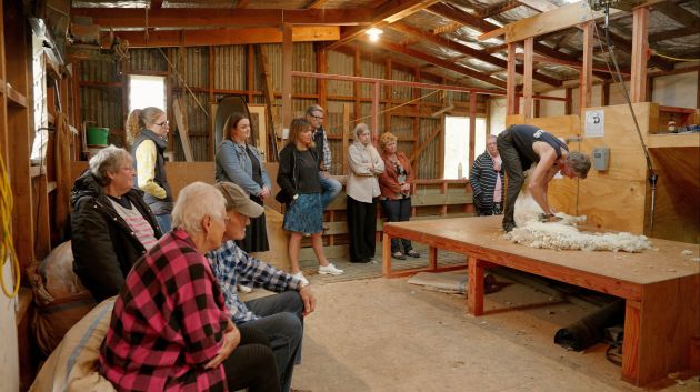 Sheep Shearing at Geraldine Farm Tours