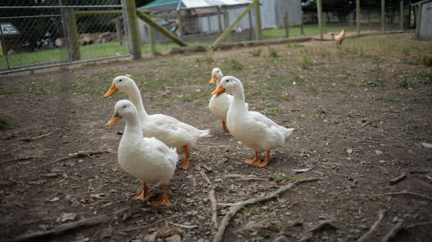 White ducks at Shearers Quarters