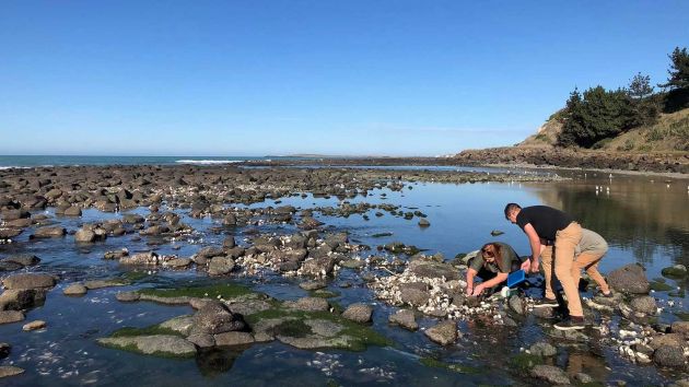 Looking in rockpools
