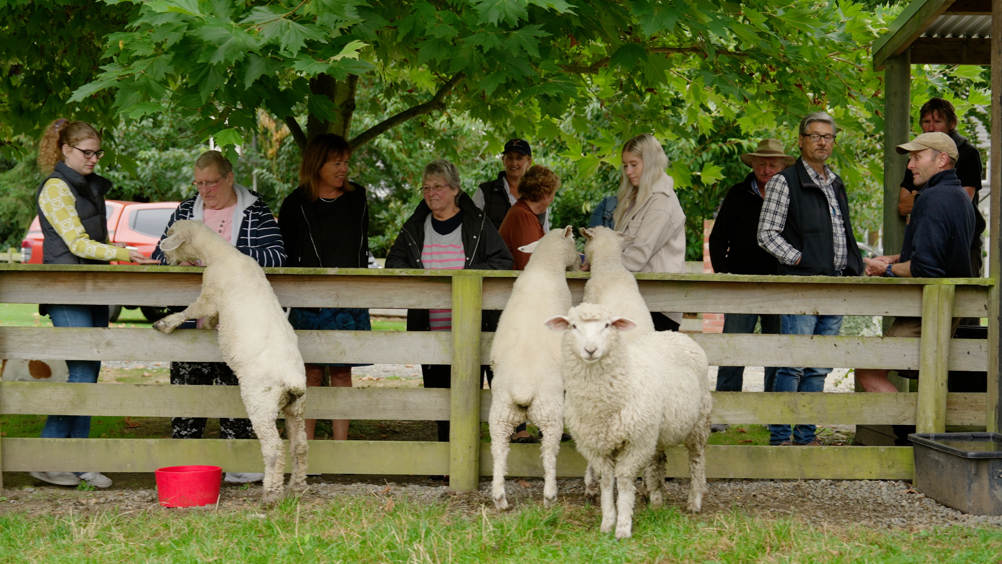 Geraldine Farm Tours