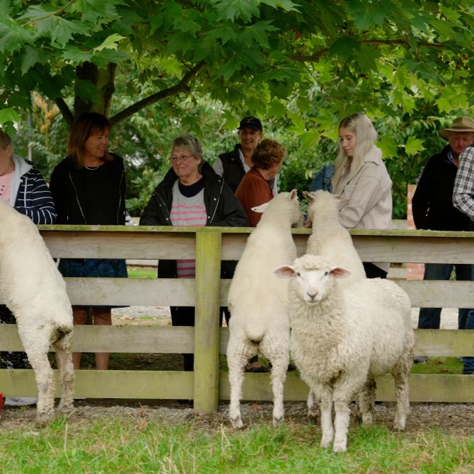 Geraldine Farm Tours