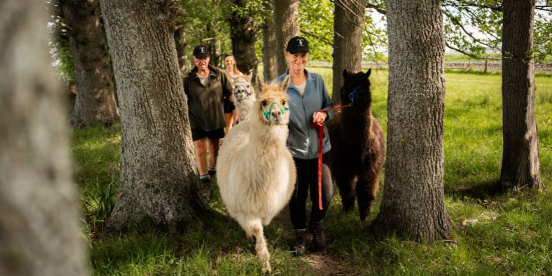 Alpaca Walks cruise tour Timaru, New Zealand