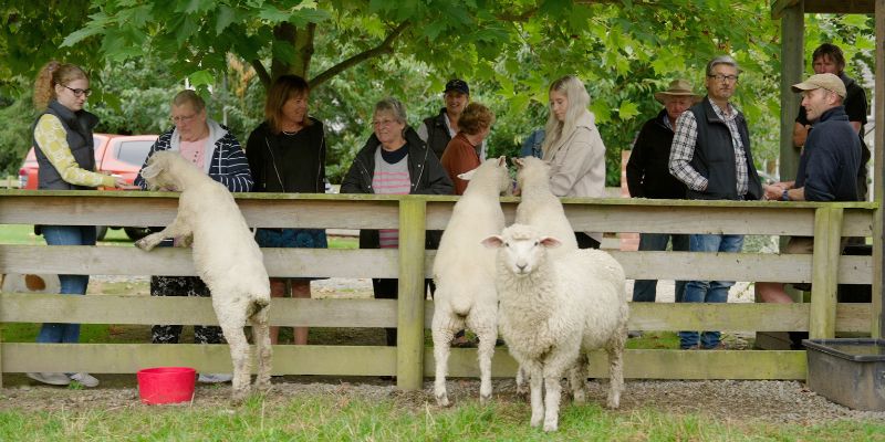 Sheep feeding at Geraldine Farm Tour, New Zealand