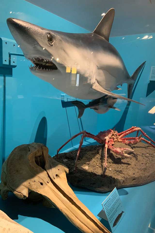 Shark display at South Canterbury Museum
