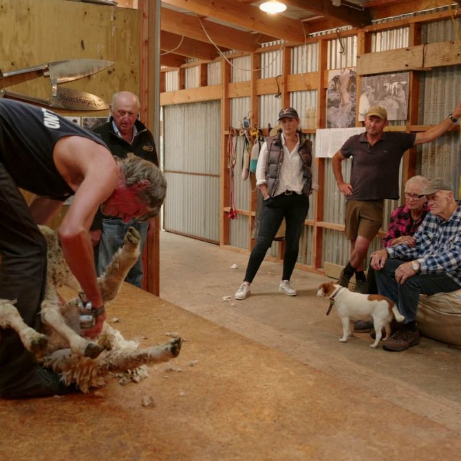 Shearing at Geraldine Farm Tours