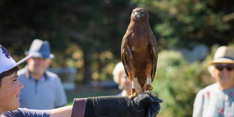 Holding a hawk at the Raptor Experience, Timaru New Zealand