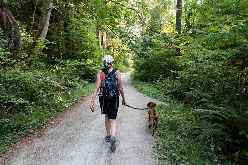 Walking dog in forest