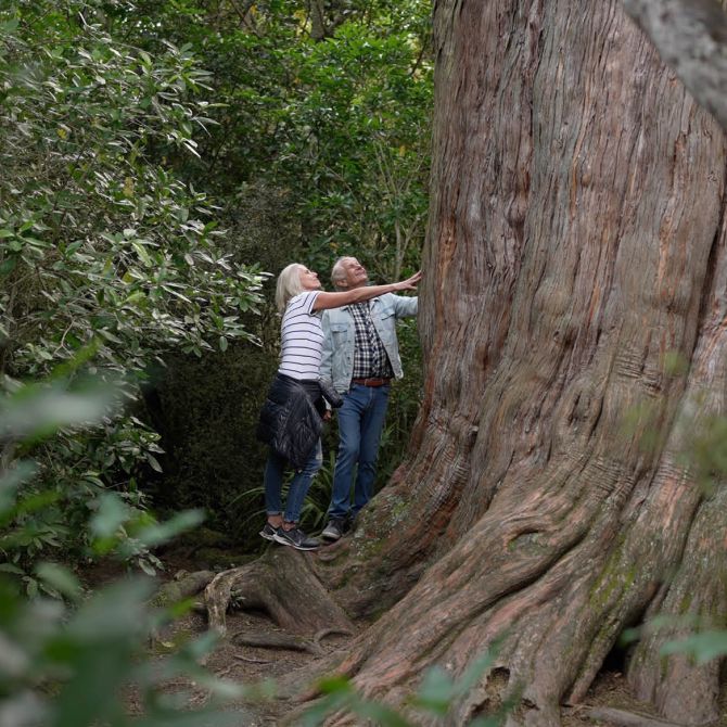 Big Tree Walk at Peel Forest