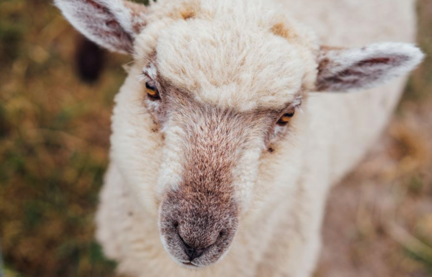 Sheep at farmyard holiday park