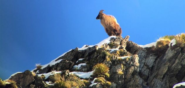 Tahr at the top