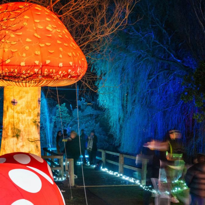 Giant mushrooms at Illluminate 