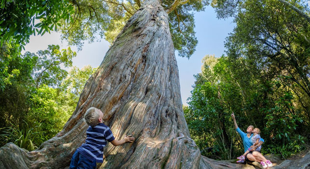 Peel Forest Big Tree