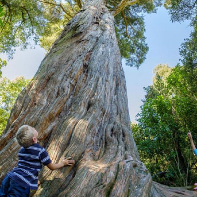 Peel Forest Big Tree